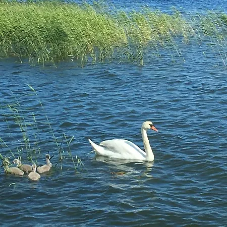Saunaboat Haikara * קירקונומי